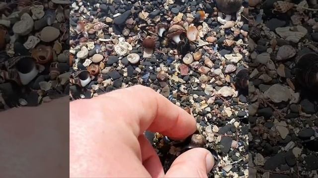 A little Hermit crab in it's periwinkle shell home, County Clare, Ireland. #shorts смотреть онлайн