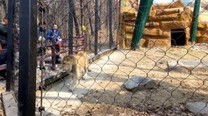 Лев гуляет в клетке