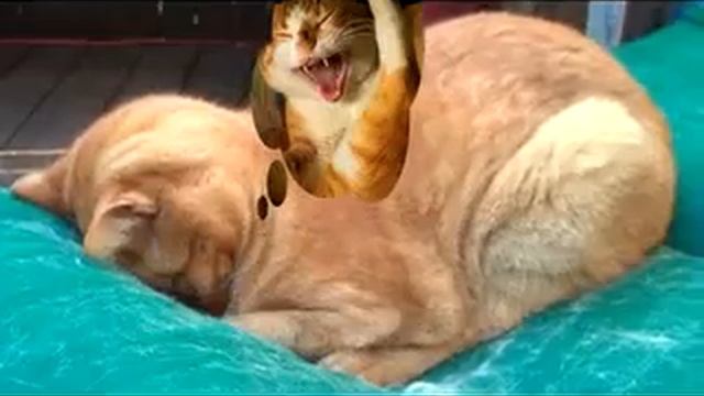 When Cats Pray :) Когда кошки Молятся смотреть онлайн