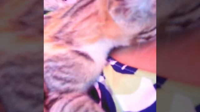 У котенка прилив нежности, спал, спал, проснулся... смотреть онлайн