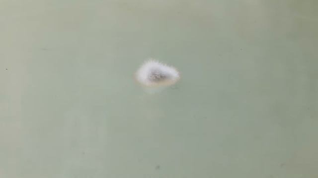 Penicillium vulpinum Timelapse