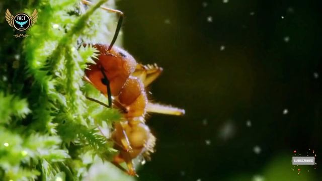 Fungal Puppeteers: Unveiling The Secrets Of Ophiocordyceps Unilateralis | Scientific Secret Reveale