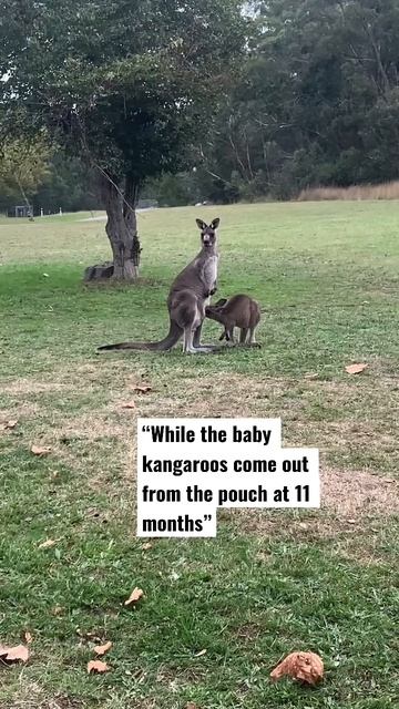 BABY KANGAROO 🦘 HAVING MILK🥛 #kangaroo #australia #nature #baby #wildlife #shorts #animals #travel смотреть онлайн