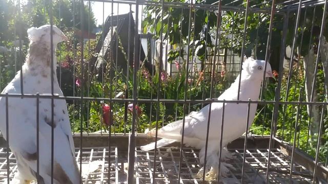 андижанские голуби молодые смотреть онлайн