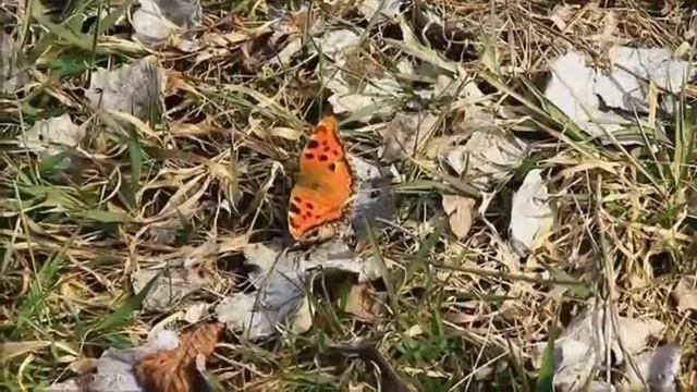 весна смотреть онлайн