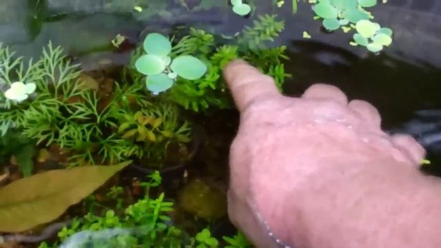 outside plant tanks смотреть онлайн