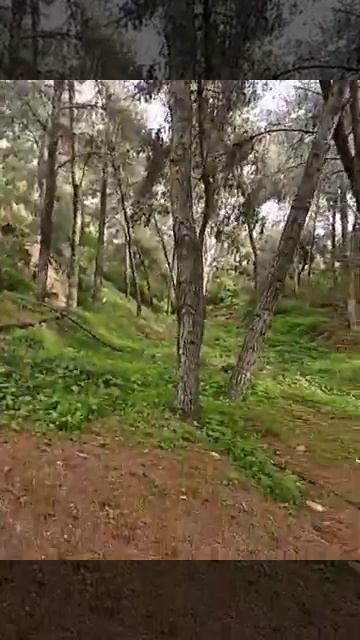 короткое видео # ходил я,как то,за грибами,по лесу гулять))))для улыбки и отличного настроения