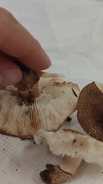 Ya Empezaron A Salir En Los Jardines. ¡Cuidado! Lepiota Brunneoincarnata