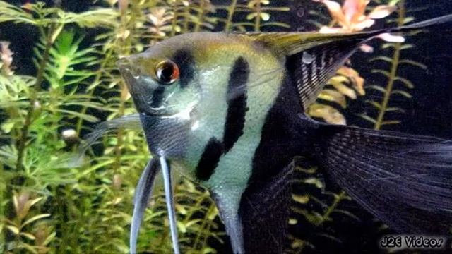 Silver Angelfish смотреть онлайн