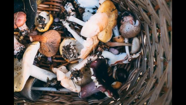 Champignon - Yancy Crouch смотреть онлайн