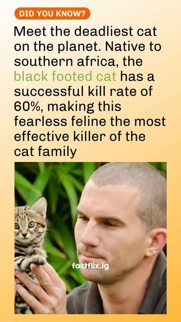 Meet the deadliest cat in the planet 💀 60% Kill Rate! смотреть онлайн