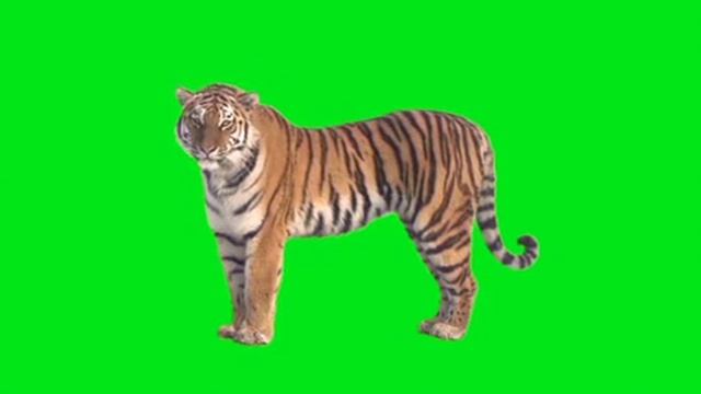 green screen tiger🐅🐆🐅🐯 смотреть онлайн