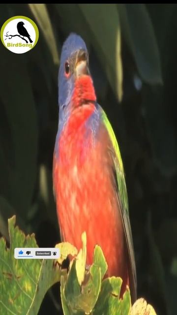 Painted Bunting Portrait #shorts #shortsfeed #shortvideo #birds смотреть онлайн