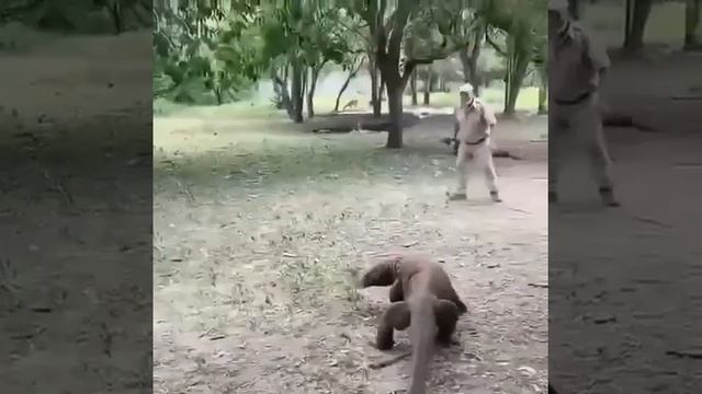 Говорящая еда для варана смотреть онлайн