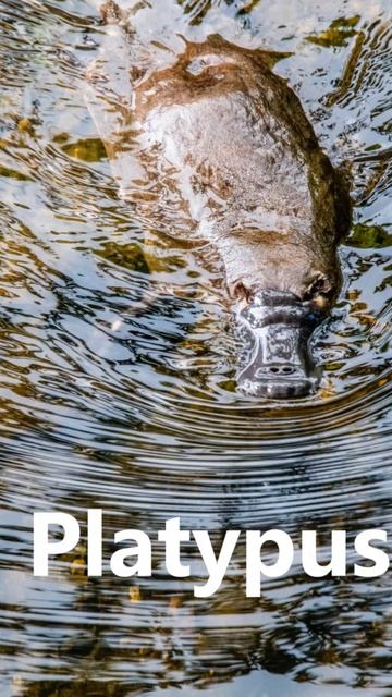 #fact #animals #platypus смотреть онлайн