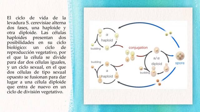 Saccharomyces Cerevisiae