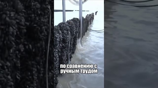Как собирают мидии?😨😨 #факты #успех #интересное #втренде #популярныевидео #рекомендации #рек #топ смотреть онлайн