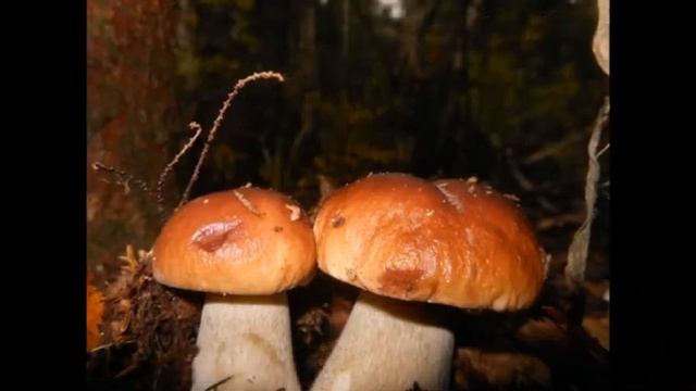 Проект232.avi А ТЕПЕРЬ САМИ УГАДЫВАЙТЕ ГРИБЫ