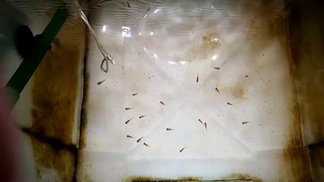 Aulonocara Sp. Maleri Fry - 2nd Week смотреть онлайн