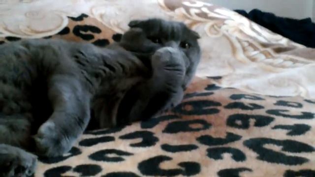 Смешной кот Сема ~ Шотландский Вислоухий Сема ( скоттиш фолд ) ~ ржака!! Он ЛИЖЕТ лапку!! смотреть онлайн
