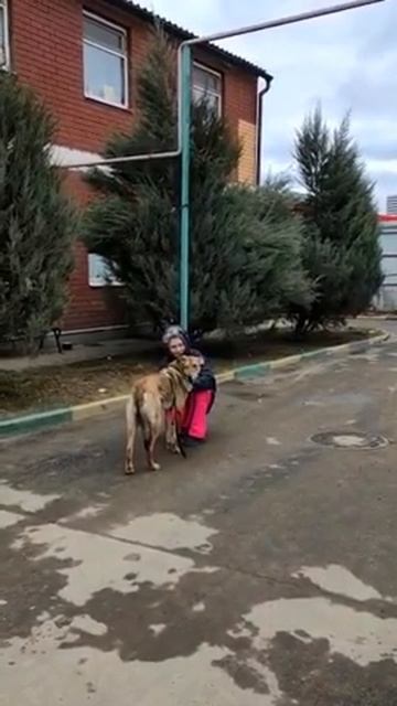 Symiko.ru | Собака Жан ищет дом. Отдаем бесплатно. Собаки в дар в добрые руки. смотреть онлайн