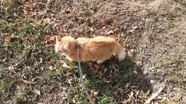 17 октября 2023 г. Томас и Сёмочка во дворе 🐈🐈⬛🏠 смотреть онлайн