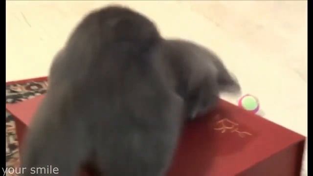 Самые Смешные Коты! Сборник! смотреть онлайн