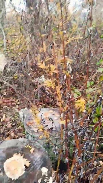 и на деревьях растут грибы смотреть онлайн