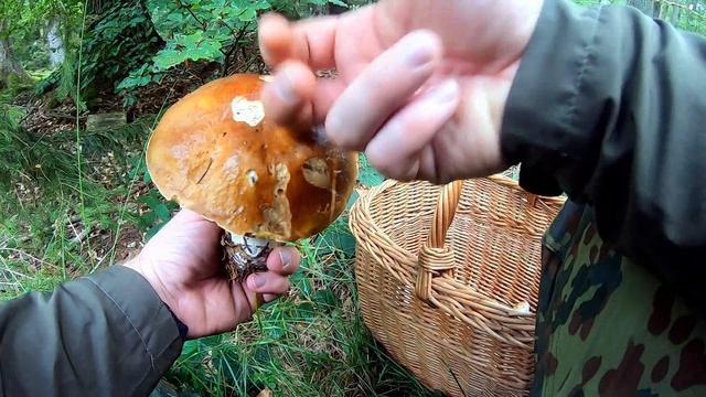 Тишина. Лес. Грибы.