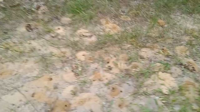 грибы августа (2)