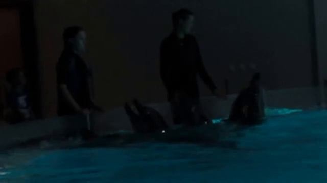 Шоу дельфинов в Клайпедском дельфинариуме. Август 2014 года смотреть онлайн