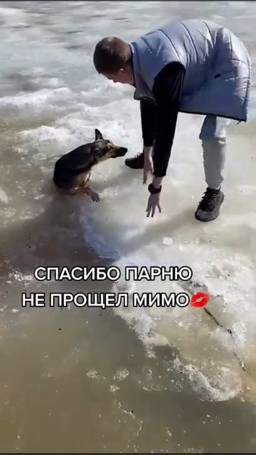 Спасение собаки #shorts смотреть онлайн