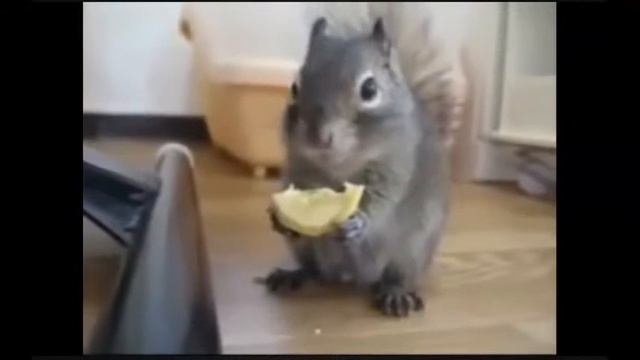 Funny Cat 2015 ★★★ ПРИКОЛЫ С КОШКАМИ ★★★ ЖИВОТНЫМИ ★★★ КОТЭ 2015 смотреть онлайн