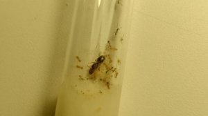 Муравьи Pheidole Pallidula | Содержание | Обзор