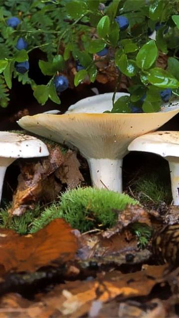 Груздь пергаментный (Lactarius Pergamenus) Short #shorts