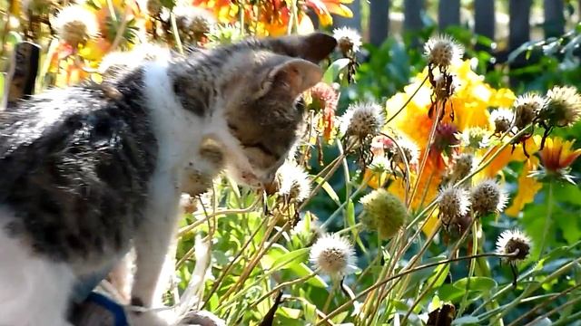 Котенок гуляет по забору смотреть онлайн