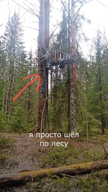 Что это на дереве? Я просто шёл по лесу и увидел это! Ошарашен #shorts #лес #находкавлесу