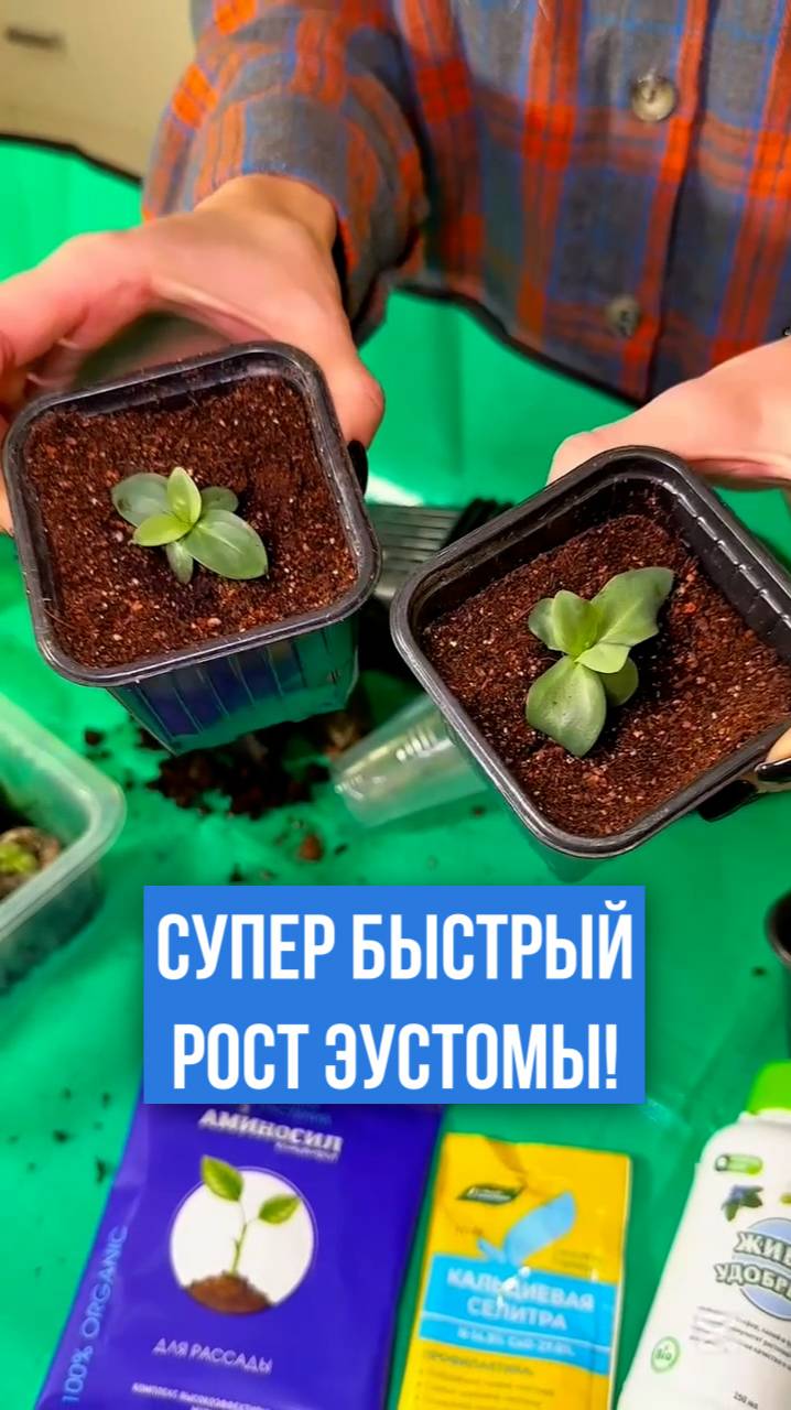 СУПЕР КОКТЕЙЛЬ для быстрого и пышного цветения эустомы!