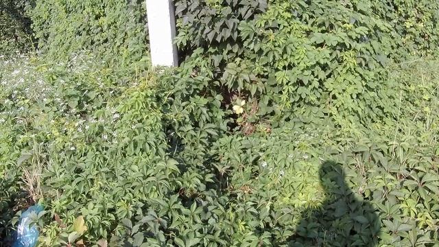 Куда пропала кошка с котятами ? смотреть онлайн