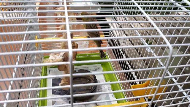 Первые грибы