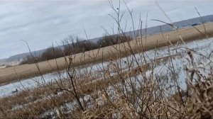 Весенняя охота  с подсадной уткой продолжается 20.04.2024.