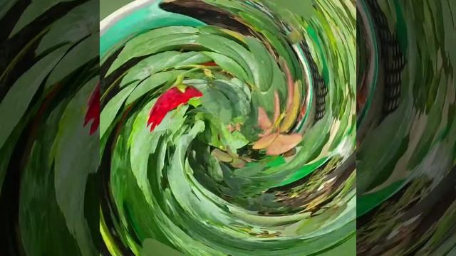 தொடர் மழைக்கு பிறகு இவங்க கார்டன் எப்படி இருக்கு?#Garden #Manidharma #biofertilizer #chennai #rain