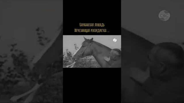 Карабахская порода лошадей смотреть онлайн