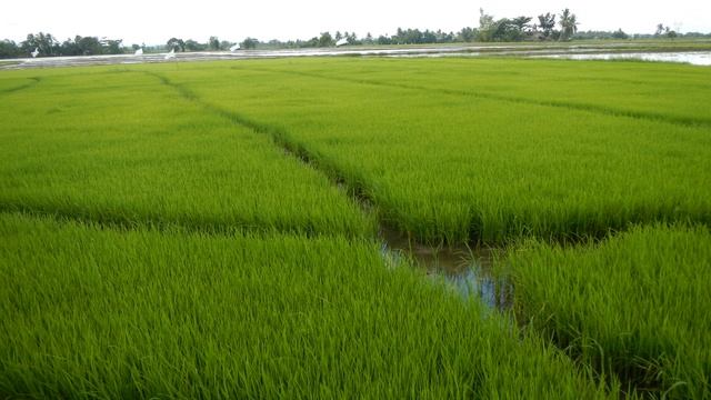 Agriculture In The Philippines | Wikipedia Audio Article