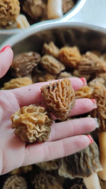 Ароматы Весны Шапочка сморчковая (Verpa Bohemica)