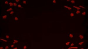 Спокойной ночи малыши G Major 3