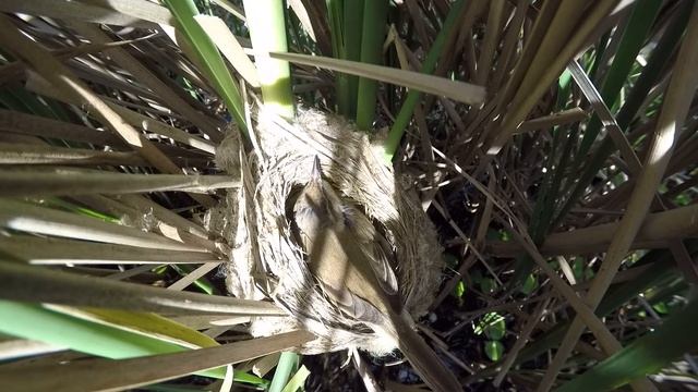 Индийская камышовка 160612 1 ГРЭС 160613GoPro 12 смотреть онлайн