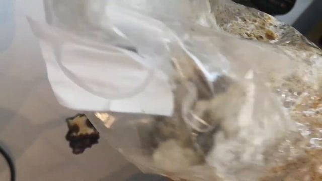 Liūto Karčių Auginamų Ant Substrato Rezultatai Po 2 Sav. Grybų Auginimas Namuose