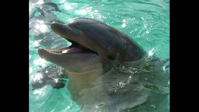 THE DOLPHIN CELEBRATION SONG by divinesong смотреть онлайн