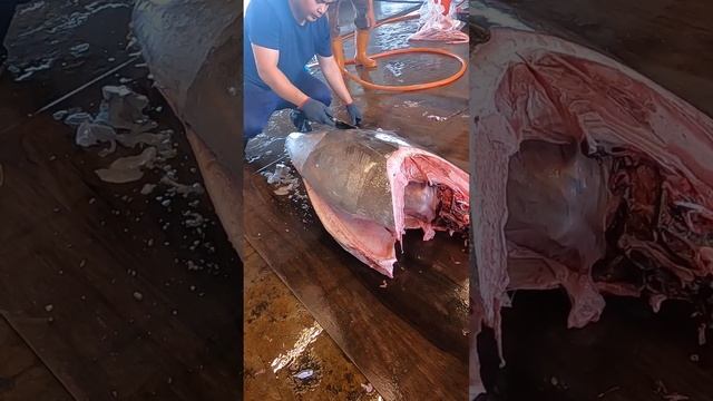 Cut the Giant Tasty Bluefin Tuna Huge fish 美味的高價大型黑鮪魚 смотреть онлайн